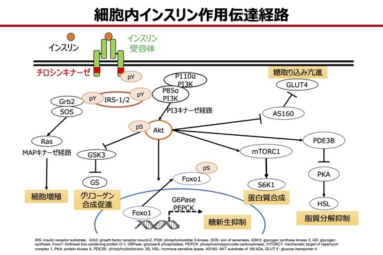 第119回日本内科学会レポート】糖尿病の病態に関する分子生 | Medical ...