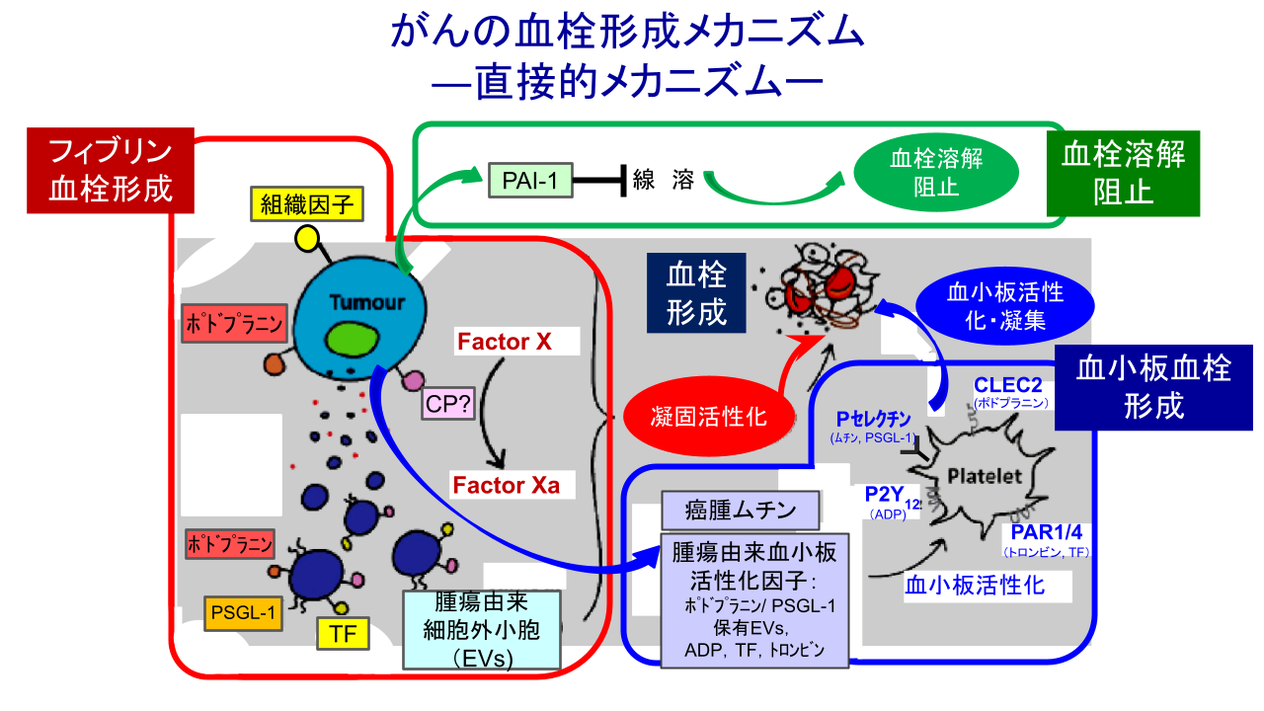 第53回日本動脈硬化学会レポート】がん関連血栓症の発症機序 | Medical